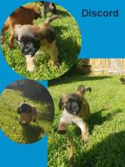 Cute Pugalier ( Pug x Cavalier King Charlse Spaniel) Puppies