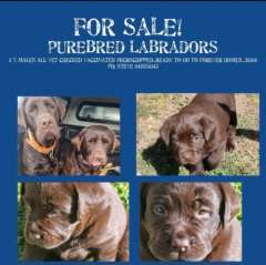 Chocolate Labrador Puppies 