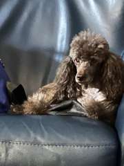 Purebred miniature poodle puppies (only brown boy available)