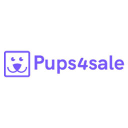 Pure bred miniature Pomeranian puppies