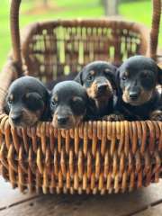 Miniature Dachshund x3 - Sydney