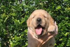  Born on the First Day of Spring – Golden x Lab Puppies!