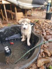 Alaskan Malamute puppie