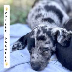 💛⭐️💛  DOLLIE Daschund Pups 💛⭐️💛‼️Ready       now‼️