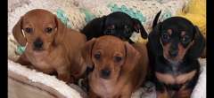 Dachshund Mini Smooth Pups For Sale