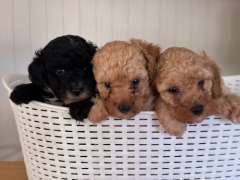 3 Female Miniature Poodle