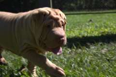 Cream Sharpei Male 3 month old Puppy