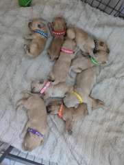 F2 Groodle (Golden Doodle) Puppies - Males &amp; Females