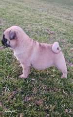 Purebred Pug Puppies 