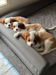 Beautiful 10 week puppies looking for forever homes 