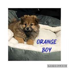 Pure bred miniature Pomeranian puppies