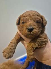 Red toy poodle puppies !! 1 left ! 